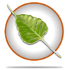 Bodhi Linux